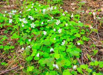 Common wood sorrel (Oxalis acetosella) flowers in the forest in the Beskidy Mountains (Poland) on a sunny May day.
