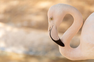 Great flamingo at the lake, closeup portrait