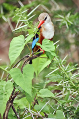 kingfisher on branch