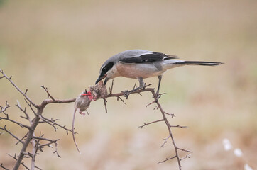 Southern Grey Shrike (Lanius meridionalis), isolated, While eating its prey, a mouse