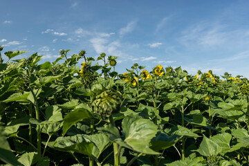 Beautiful blooming flowers sunflowers in the field
