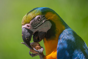 Ara bleu