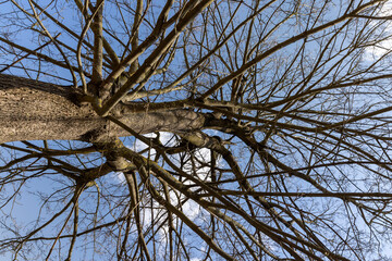 deciduous trees in sunny weather in early spring