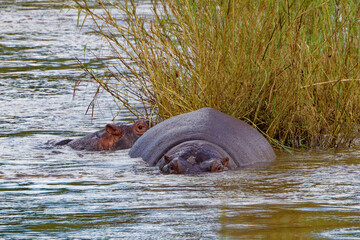 Fototapeta premium Hippopotamus in Kruger Park, South Africa