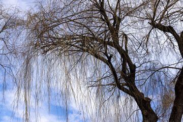 bare willow trees in the spring season in the park