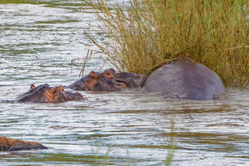 Hippopotamus in Kruger Park, South Africa