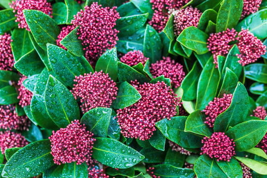 Clusters of decorative purple berries of Skimmia japonica, the Japanese skimmia, is a species of flowering plant in the family Rutaceae.
