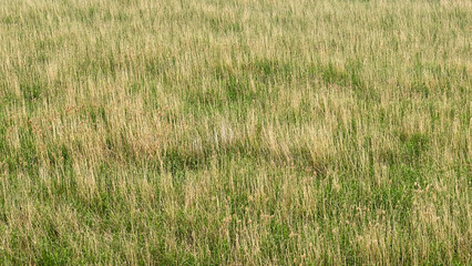 A vast expanse of grassland