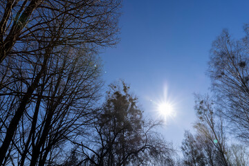 leafless birch trees in sunny weather in spring