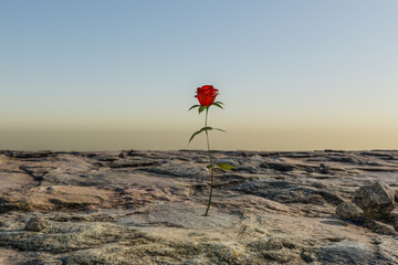 single rose growing in desert environment; arid dry concept; 3D Illustration