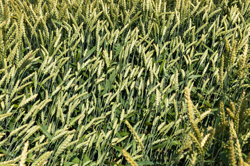 unripe green cereals in a field