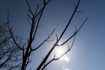 Manchurian walnut tree in sunny weather in early spring