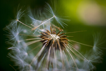 Closeup macro shot of dandelion seed head with selective focus