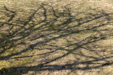 shadows from trees without foliage in the spring season