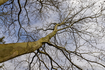 sycamore tree in sunny weather in early spring