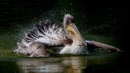 P&eacute;lican Fris&eacute;