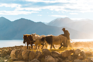  the man leading the horses to step on the haystack in the morning at Pangong tso, Ladakh, India