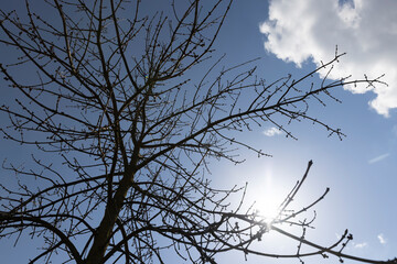 ash in sunny weather in early spring, a young ash tree