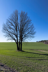 A lonely growing tree in a field, blue sky