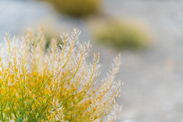 weed plants turn yellow in autumn, background is blurred