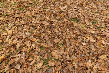 Autumn foliage on trees in Europe