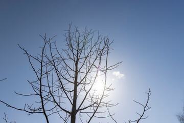 tulip tree in sunny weather in early spring