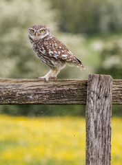 little owl sitting on wooden fence