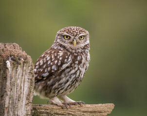 little owl portrait