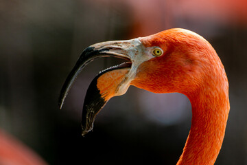 Portrait Flamand Rose
