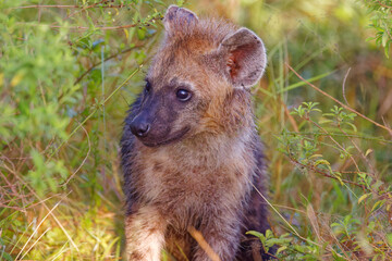 Hyenas in Kruger Park, South Africa