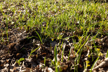 green grass and small yellow flowers in the spring season