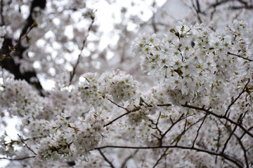 東京江戸桜通りの桜