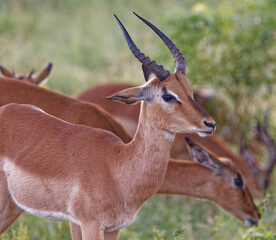 Impala in Kruger Park, South Africa
