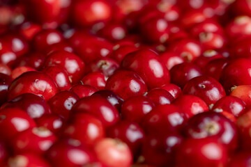 Red ripe cranberries harvested in swamps