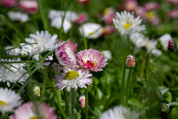 beautiful blooming daisies white and red in spring