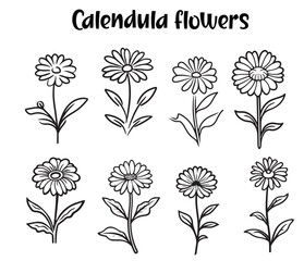 Calendula Flowers, October Birth Flower, Flower Bouquets Clipart, Wildflowers Vector