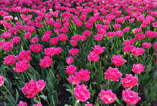 Bright magenta tulips on a spring day