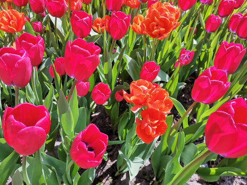 Hot pink and orange tulips under the sunlight on a spring day