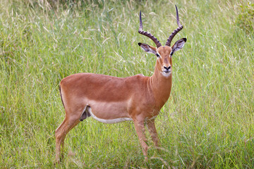 Impala in Kruger Park, South Africa

