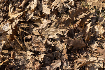 old leaves fallen in autumn on the ground in the spring season