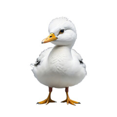Baby duck, duckling, isolated, transparent background, no background. PNG. Generative AI.