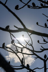 sumac tree in sunny weather in early spring