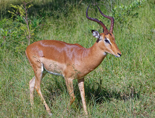 Impala in Kruger Park, South Africa
