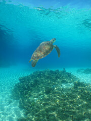 a beautiful green turtle in the crystal clear waters of the caribbean sea