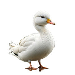 Baby duck, duckling, isolated, transparent background, no background. PNG. Generative AI.