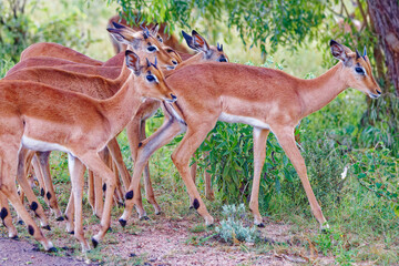 Impala in Kruger Park, South Africa
