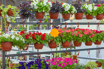 Fototapeta na wymiar Hanging Flower Pots