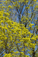 Fototapeta premium long maple flowers in the spring season, beautiful maple