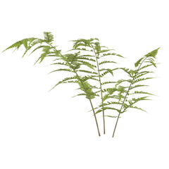 3d illustration of fern leaf isolated on transparent background