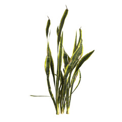 3d illustration of dracaena trifasciata plant isolated on transparent background
